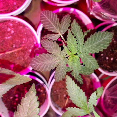 Unknown strain growlog timeline photo