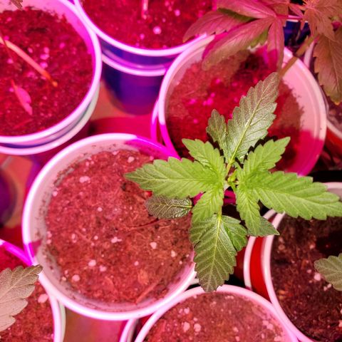 Unknown strain growlog timeline photo