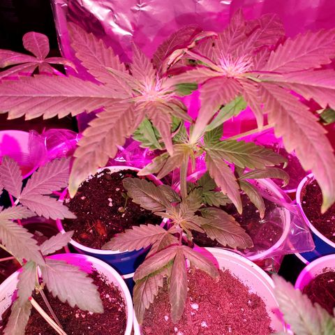 Unknown strain growlog timeline photo