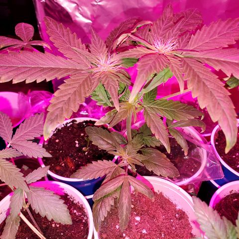 Unknown strain growlog timeline photo