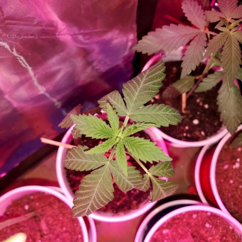 Unknown strain growlog timeline photo