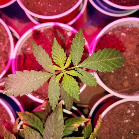Unknown strain growlog timeline photo