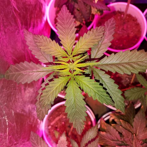 Unknown strain growlog timeline photo
