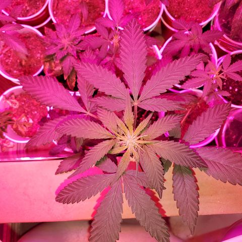 Unknown strain growlog timeline photo