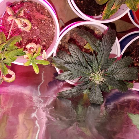 Unknown strain growlog timeline photo