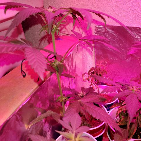 Unknown strain growlog timeline photo