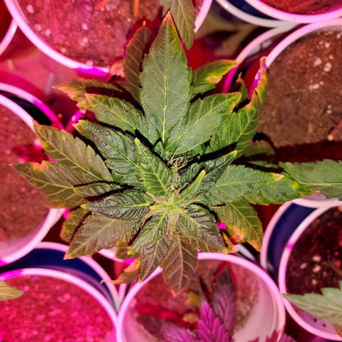 Unknown strain growlog timeline photo