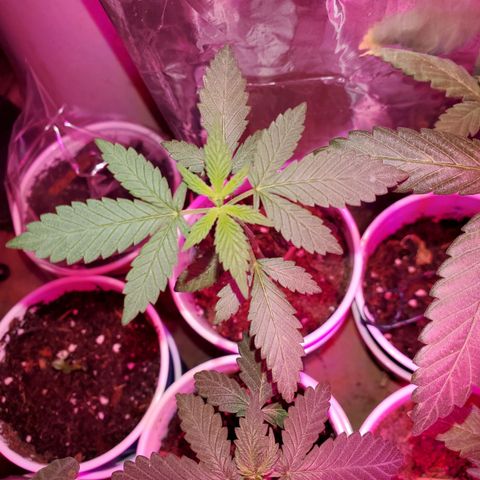 Unknown strain growlog timeline photo