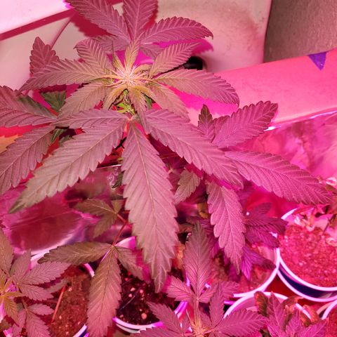 Unknown strain growlog timeline photo