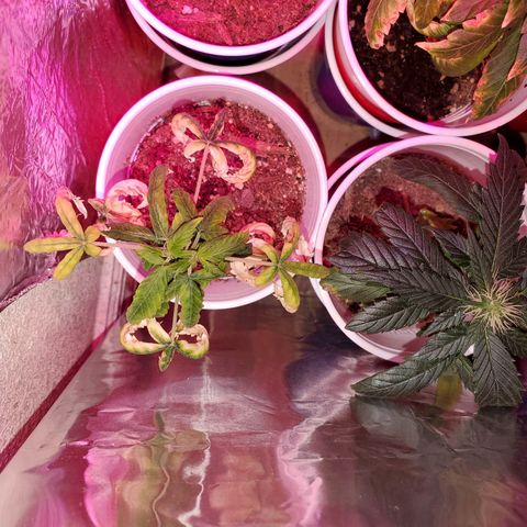 Unknown strain growlog timeline photo