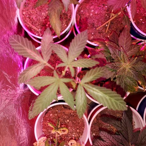 Unknown strain growlog timeline photo