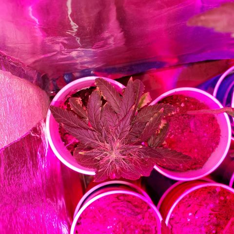 Unknown strain growlog timeline photo