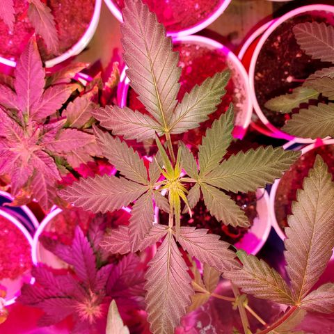Unknown strain growlog timeline photo