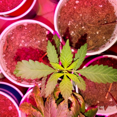 Unknown strain growlog timeline photo