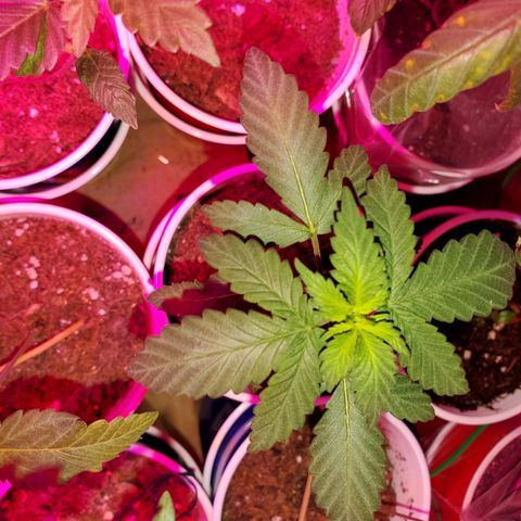 Unknown strain growlog timeline photo