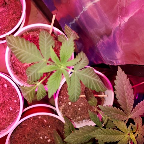Unknown strain growlog timeline photo