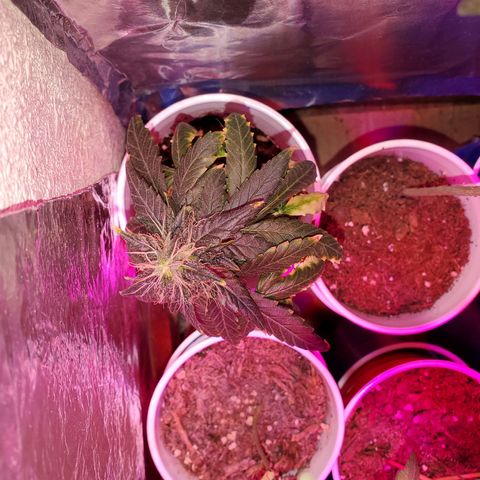 Unknown strain growlog timeline photo