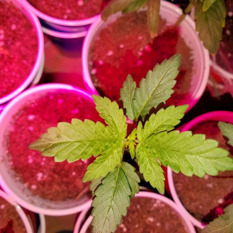 Unknown strain growlog timeline photo