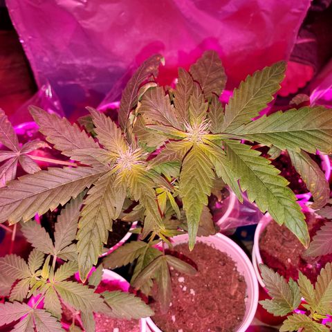 Unknown strain growlog timeline photo