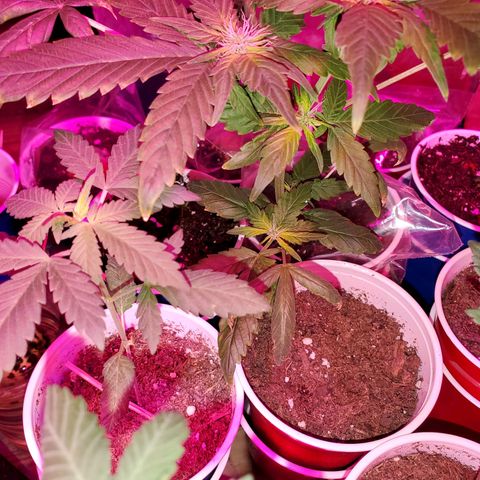 Unknown strain growlog timeline photo