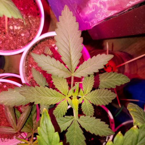 Unknown strain growlog timeline photo