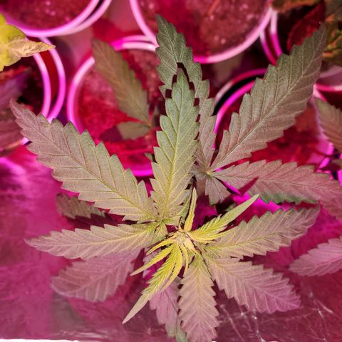 Unknown strain growlog timeline photo