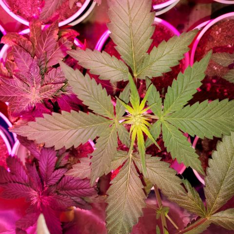 Unknown strain growlog timeline photo