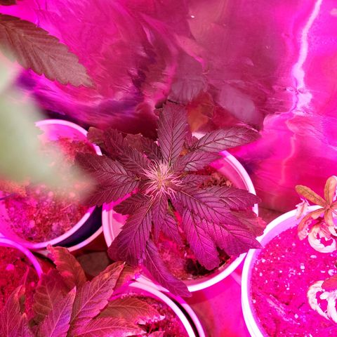 Unknown strain growlog timeline photo