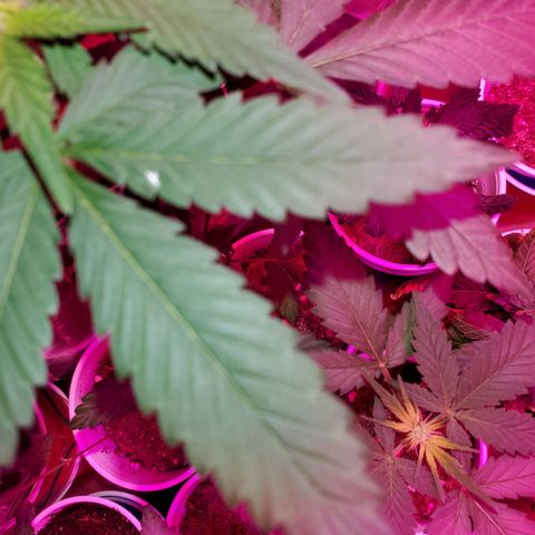 Unknown strain growlog timeline photo