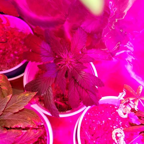 Unknown strain growlog timeline photo