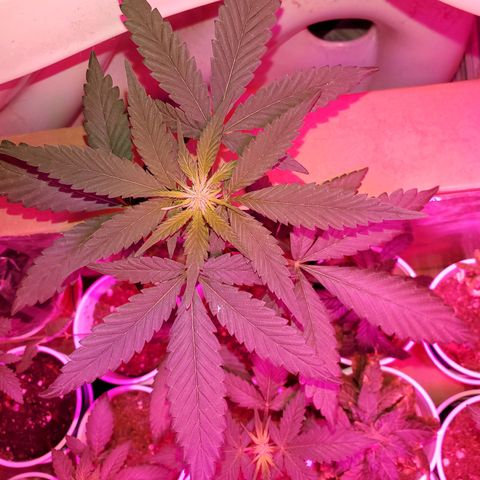 Unknown strain growlog timeline photo