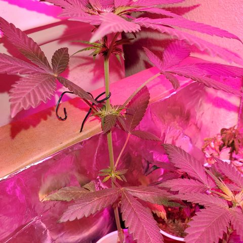 Unknown strain growlog timeline photo