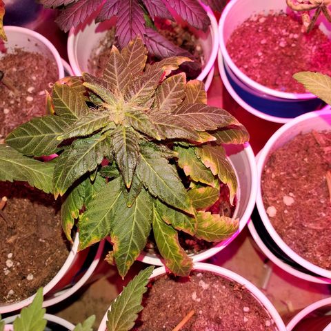 Unknown strain growlog timeline photo