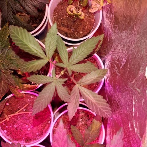 Unknown strain growlog timeline photo