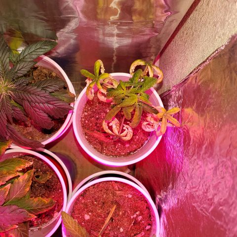 Unknown strain growlog timeline photo