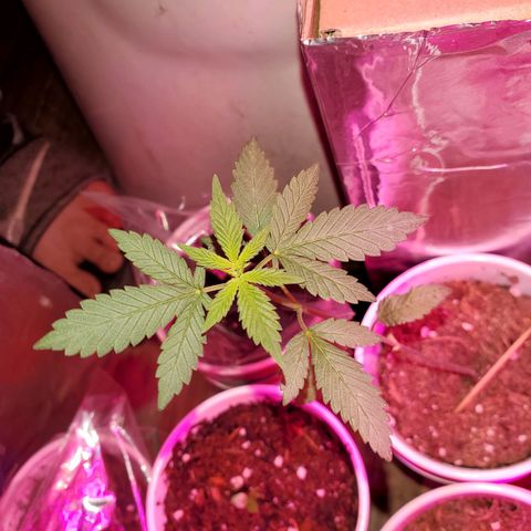 Unknown strain growlog timeline photo