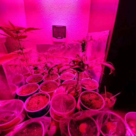 Unknown strain growlog photo: Its a jungle out there 