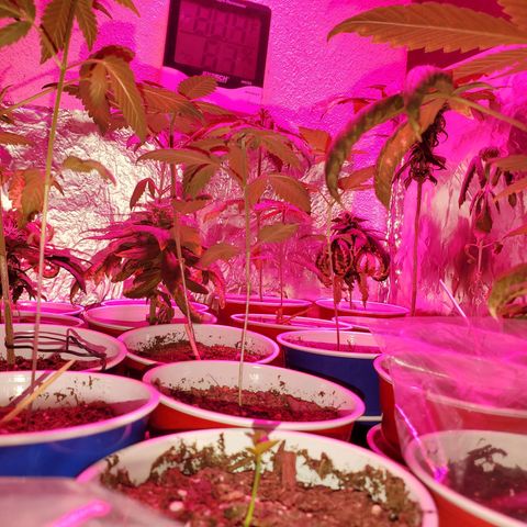 Unknown strain growlog photo: Its a jungle out there 