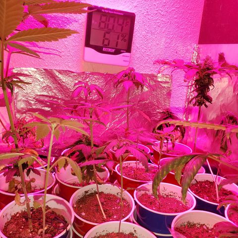 Unknown strain growlog photo: Its a jungle out there 
