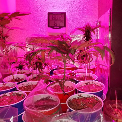 Unknown strain growlog photo: Its a jungle out there 