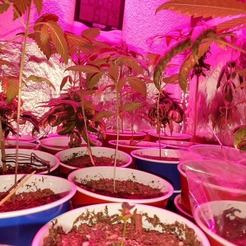 Unknown strain growlog photo: Its a jungle out there 