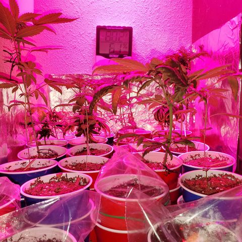 Unknown strain growlog photo: Its a jungle out there 