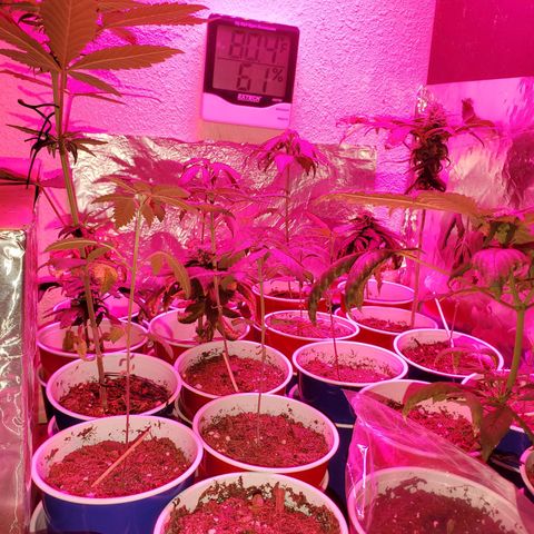 Unknown strain growlog photo: Its a jungle out there 