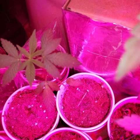 Unknown strain growlog photo: All are getting calcium soon as it arrives tomorrow.