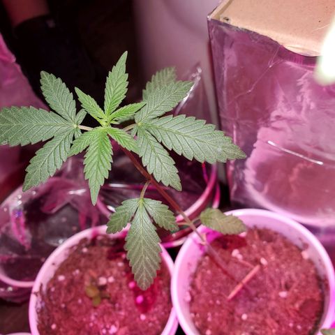 Unknown strain growlog photo: All are getting calcium soon as it arrives tomorrow.