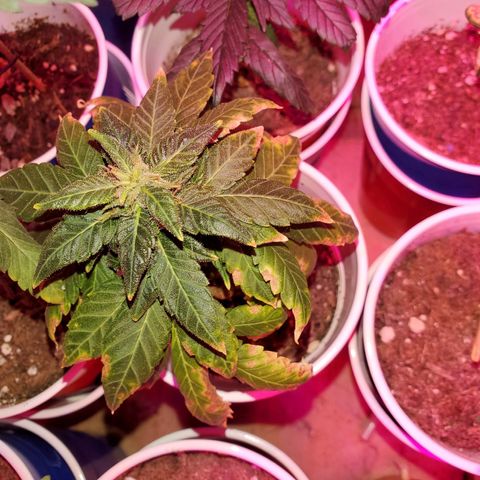 Unknown strain growlog photo: All are getting calcium soon as it arrives tomorrow.