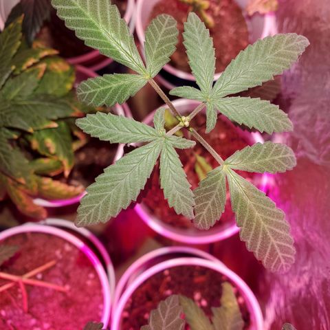 Unknown strain growlog photo: All are getting calcium soon as it arrives tomorrow.