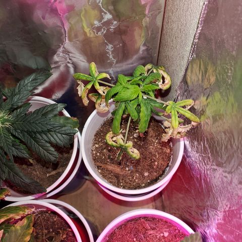Unknown strain growlog photo: All are getting calcium soon as it arrives tomorrow.