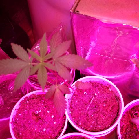 Unknown strain growlog photo: All are getting calcium soon as it arrives tomorrow.