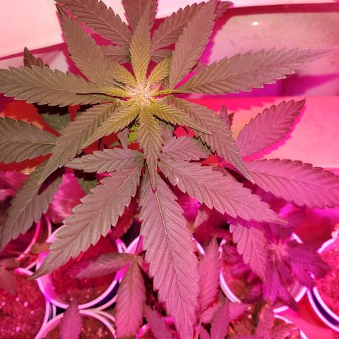 Unknown strain growlog photo: All are getting calcium soon as it arrives tomorrow.